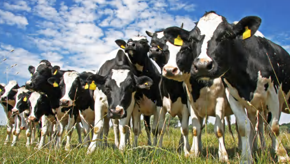 1652783759735793.png 卡福斯.png